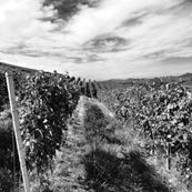 DSC_vineyards