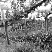 DSC_Vines_and_hills