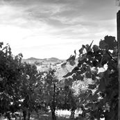 DSC_Post_and_Vines