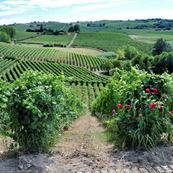 DSC_Hills_vines